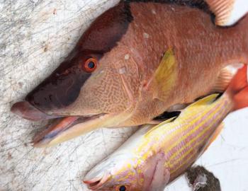 Lady Godiva Fishing Charters snapper