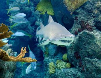 The Florida Aquarium